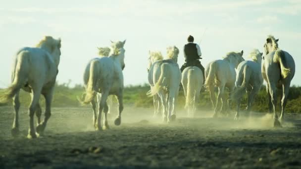 Manada de caballos de Camarga con vaqueros — Vídeo de stock