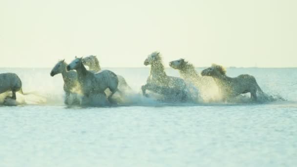 Αγέλη των αλόγων Camargue με καουμπόη — Αρχείο Βίντεο