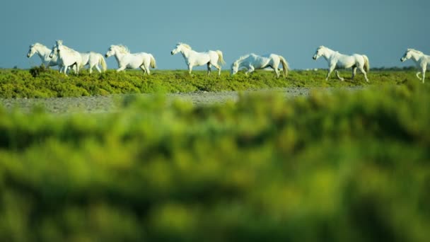 White horses animals — Stock Video