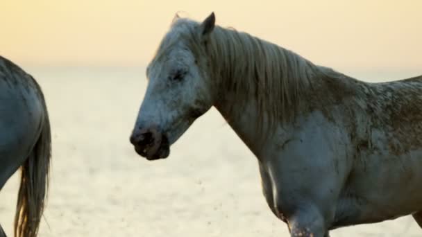 Cavalos brancos animais — Vídeo de Stock