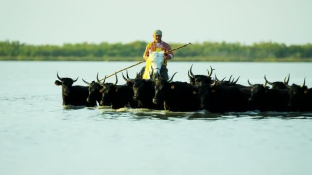Stádo býků Camargue s kovboji — Stock video