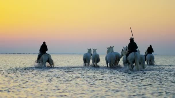 Kovboylar atlarla Camargue sürüsü — Stok video