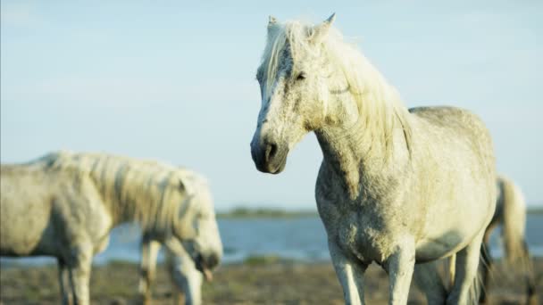 Caballos blancos animales — Vídeo de stock