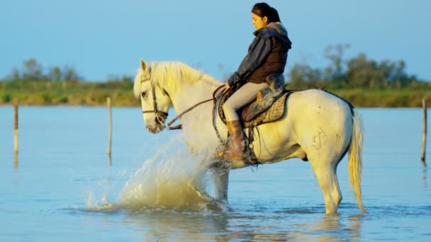 Femmina cowboy cavalcare su camargue cavallo — Video Stock