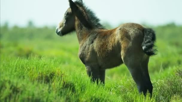 Camargue potro de caballo pastando en pastizales — Vídeos de Stock