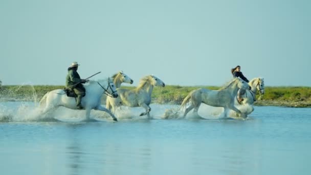 Besättningen av Camargue hästar med cowboys — Stockvideo