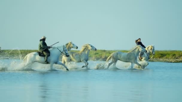 Stádo koní Camargue s kovbojové — Stock video