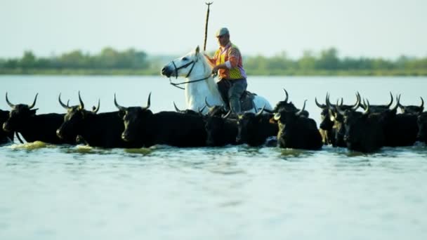 Стадо биків Камаргу з ковбой — стокове відео