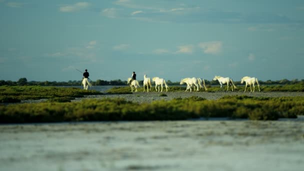 Αγέλη των αλόγων Camargue με καουμπόηδες — Αρχείο Βίντεο