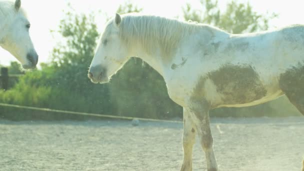 Caballos blancos animales — Vídeos de Stock