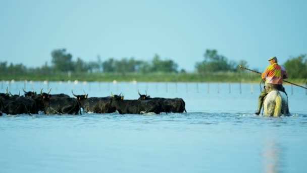 Κοπάδι από ταύρους Camargue με καουμπόη — Αρχείο Βίντεο