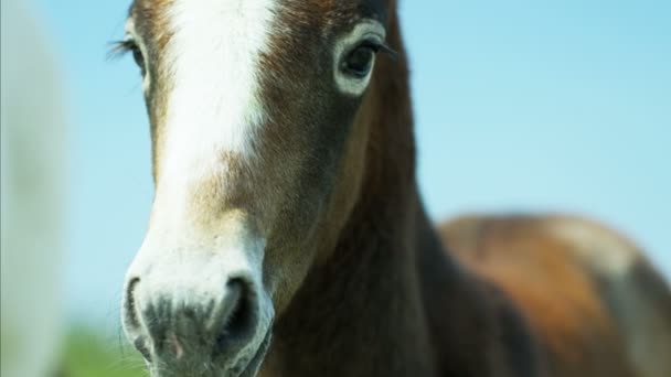 Жеребенок лошади — стоковое видео