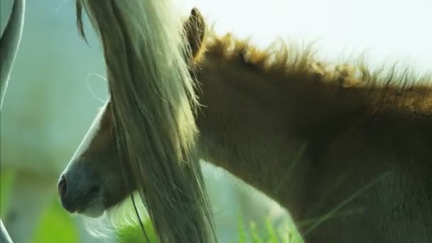 Horse foal baby — Stock Video