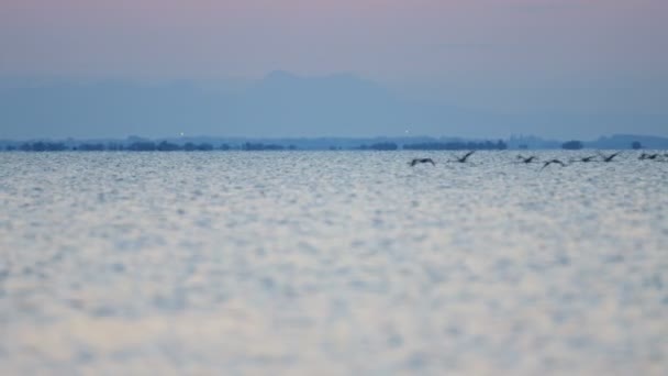 Flamingo vogels vliegen over het water bij zonsondergang — Stockvideo