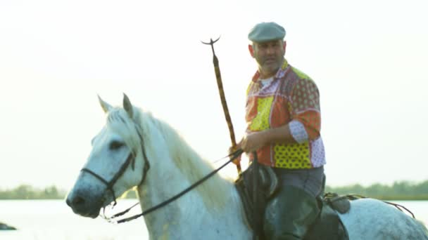 Troupeau de taureaux Camargue avec cow-boy — Video