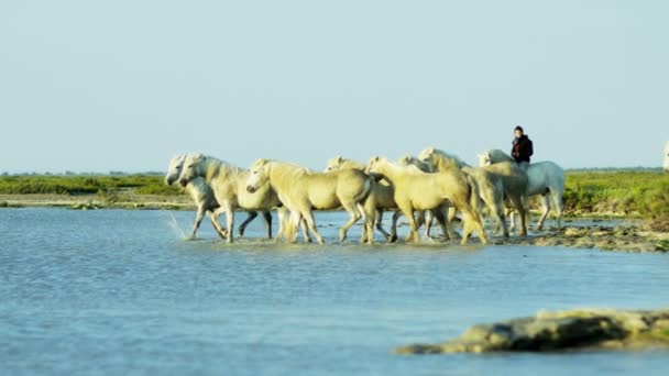 Rebanho de cavalos Camargue com cowboy — Vídeo de Stock