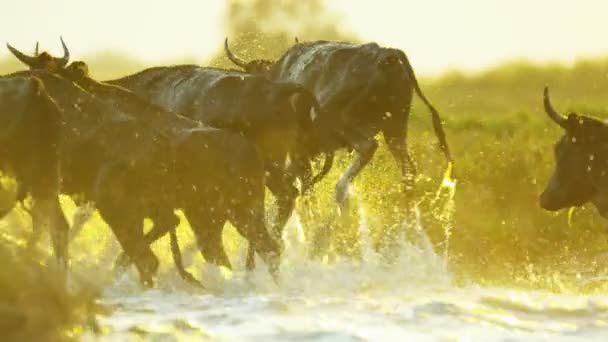 Animais da espécie bovina — Vídeo de Stock