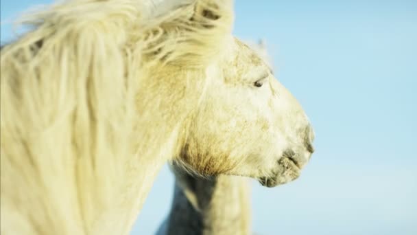 White horses animals — Stock Video