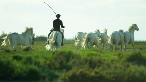 Стада коней Камаргу з ковбої — стокове відео