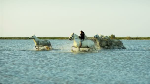 Αγέλη των αλόγων Camargue με καουμπόη — Αρχείο Βίντεο