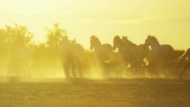 Mandria di cavalli Camargue con cowboy — Video Stock