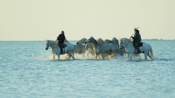 Manada de caballos de Camarga con vaqueros — Vídeos de Stock