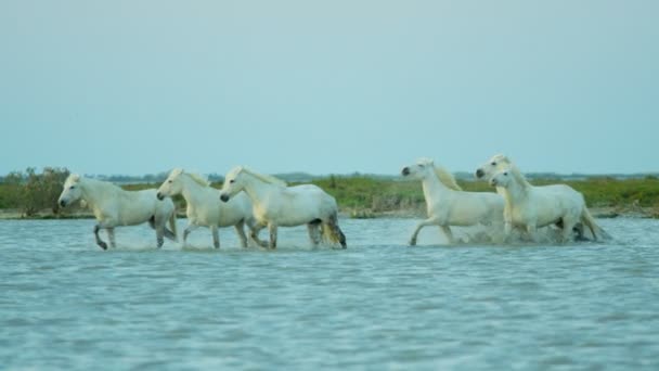 Caballos blancos animales — Vídeos de Stock