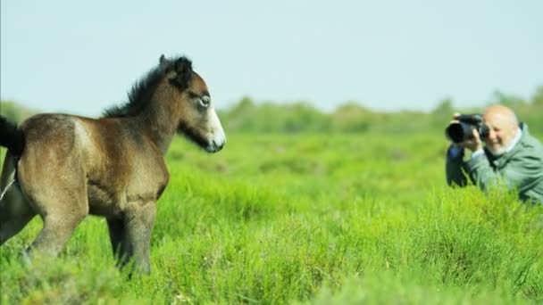 Fotógrafo tirando foto do jovem potro de cavalo Camargue — Vídeo de Stock