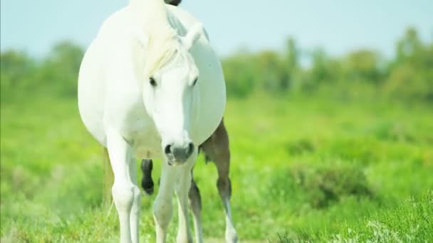 Paard veulen baby — Stockvideo