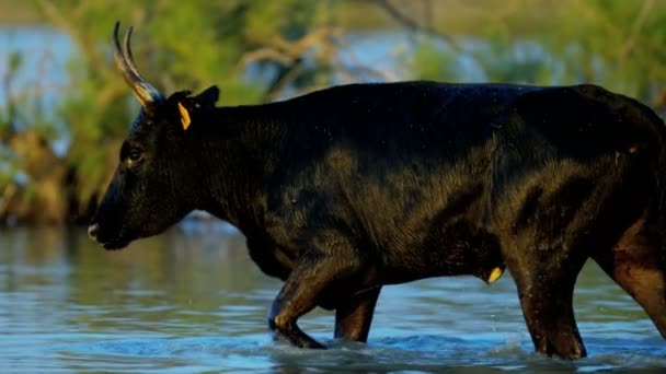 Black bull Camargue, chodzenie w wodzie — Wideo stockowe