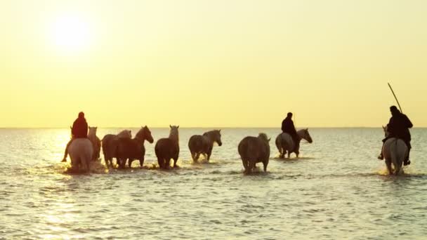 Herde Camargue-Pferde mit Cowboys — Stockvideo