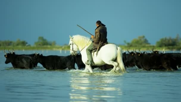 Стадо быков Камарга с ковбоем — стоковое видео