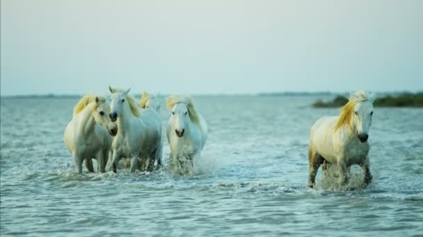 Witte paarden dieren — Stockvideo