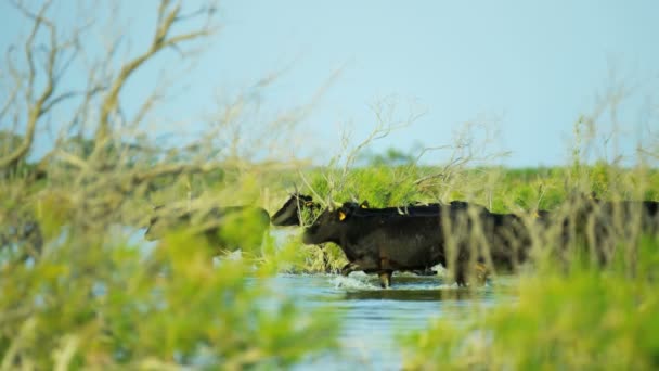 Stádo býků Camargue s kovboji — Stock video