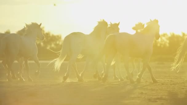 Mandria di cavalli Camargue con cowboy — Video Stock