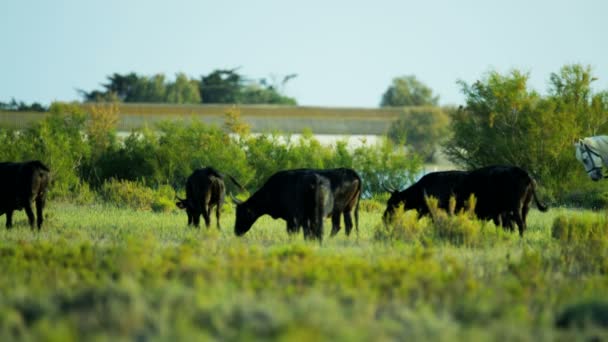 Stado byków Camargue wypasu na użytkach zielonych — Wideo stockowe