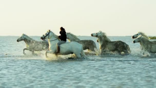 Besättningen av Camargue hästar med cowboy — Stockvideo