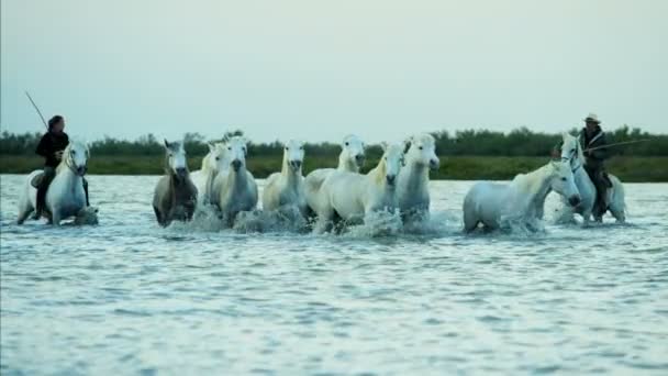 Stádo koní Camargue s kovbojové — Stock video