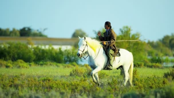 Vaquero montando en blanco caballo Camargue — Vídeos de Stock