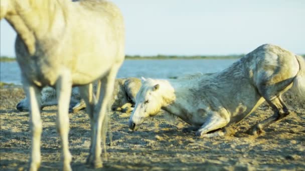 Caballos blancos animales — Vídeos de Stock