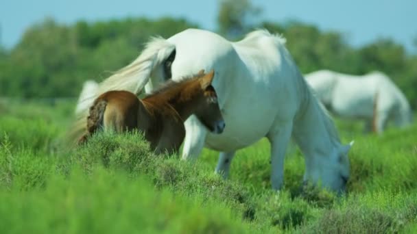 Puledro di cavallo bambino — Video Stock