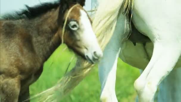 Horse foal baby — Stock Video