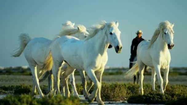 Manada de caballos de Camarga con vaqueros — Vídeo de stock