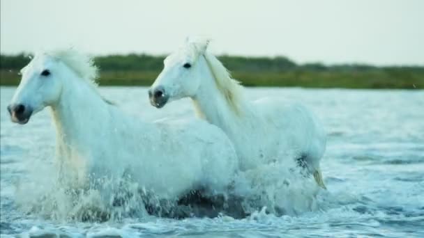 Cavalos brancos animais — Vídeo de Stock