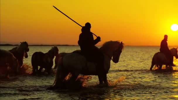 Kudde van Camargue paarden met cowboys — Stockvideo