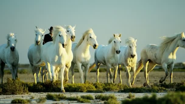 Herde Camargue-Pferde mit Cowboys — Stockvideo