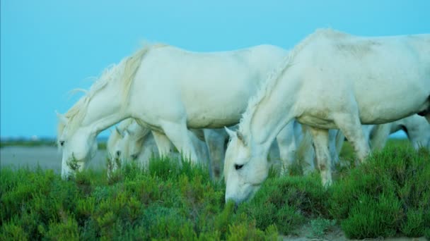 Camargue paarden grazen op grasland — Stockvideo