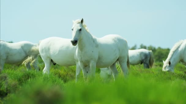 Camargue αλόγων που βόσκουν στο Λιβάδι — Αρχείο Βίντεο