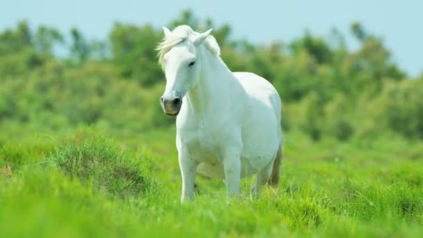 Camargue cavalo pastoreio em pastagens — Vídeo de Stock