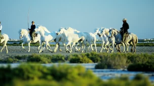 Kudde van Camargue paarden met cowboys — Stockvideo